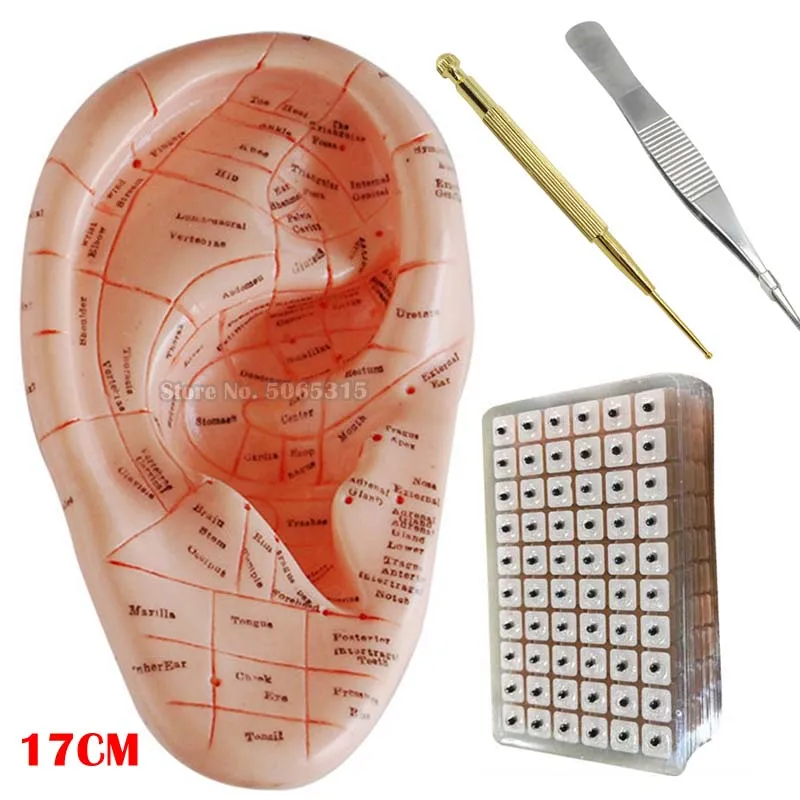 English Version Ear Acupuncture Earpins Model Model Auricular Application Model Ear Acupuncture Points Model 17 cm