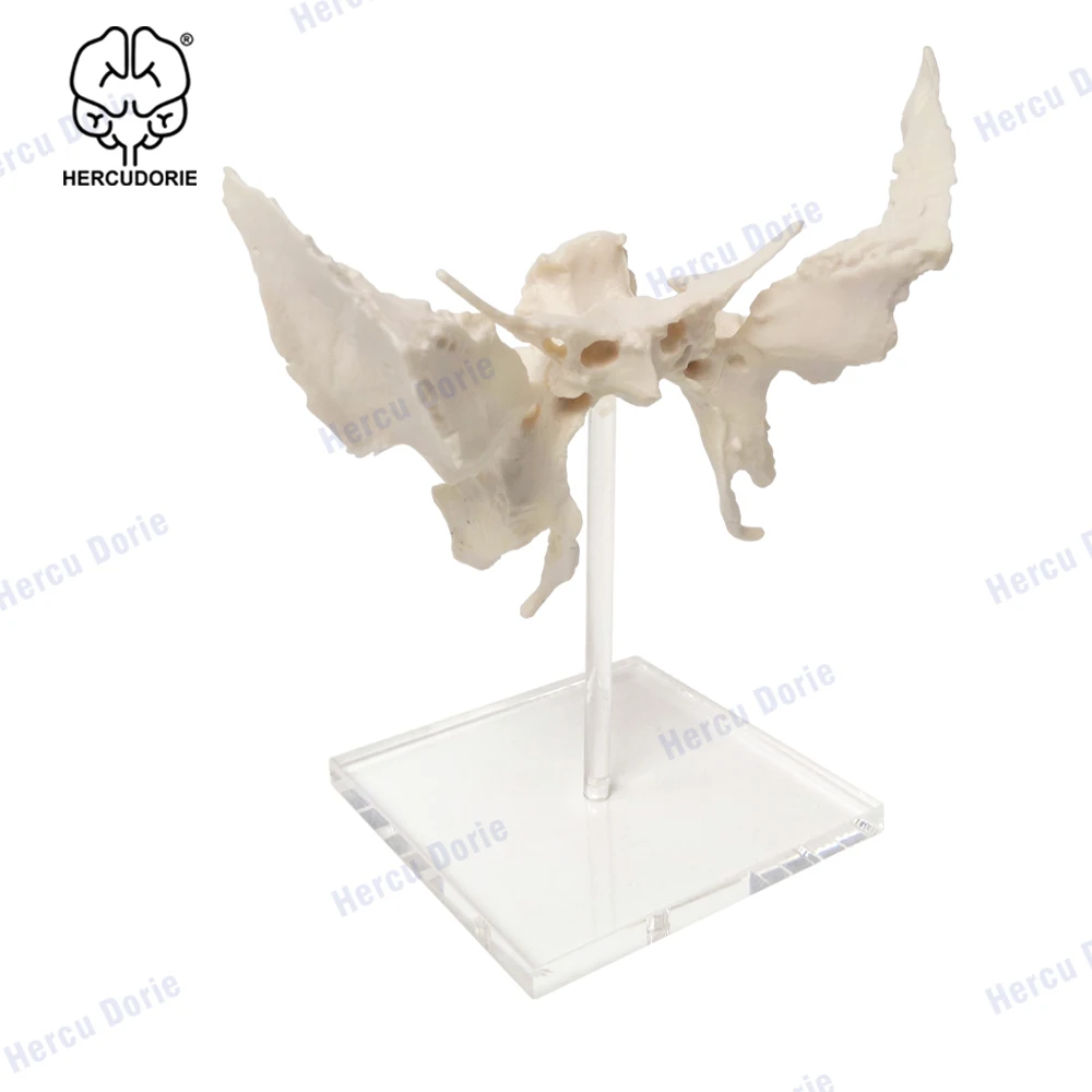 Scientific Human Sphenoid Bone Model | Cast from a Real Human Sphenoid Bone Specimen | Life Size Replica Details All Fissures, C