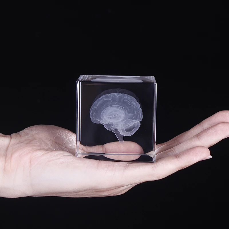 Crystal 3D Human Anatomical Brain Model Laser Engraving Brain Figurines Medical Science Graduation Gift Home Decoration