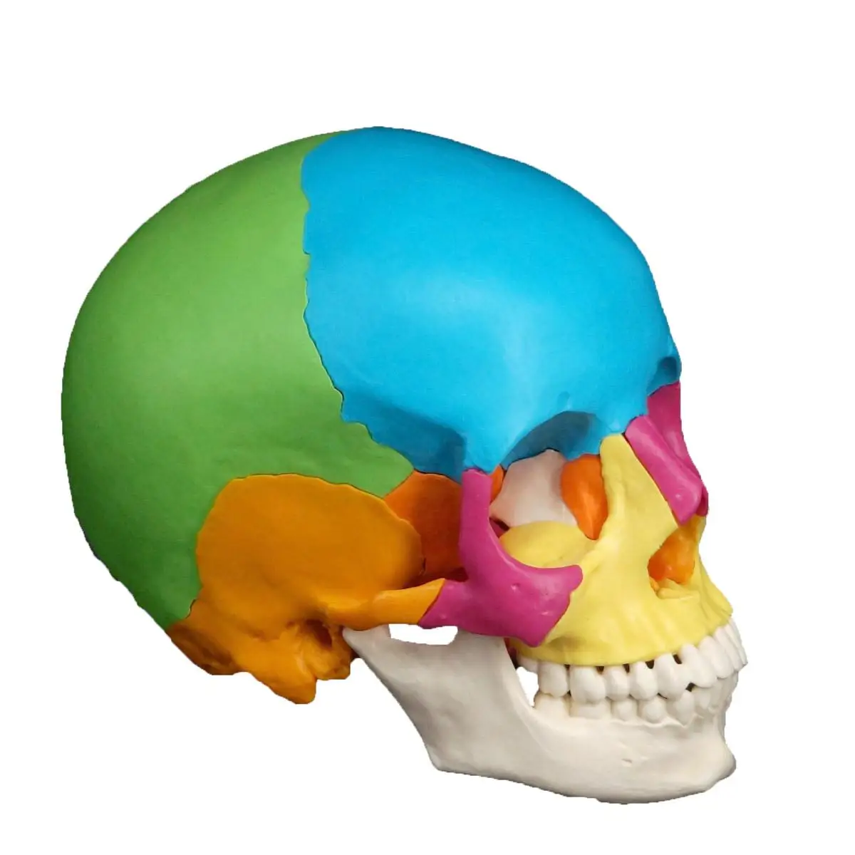 Colored 1:1 Human Head Skull Model Detachable 22 Parts Medicine Anatomy Teaching Training Aid Education