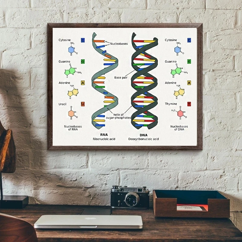 Human DNA and RNA Science Biology Genetic Code Chemistry Canvas Painting Poster Print Wall Art Picture Teacher Dorm Home Decor