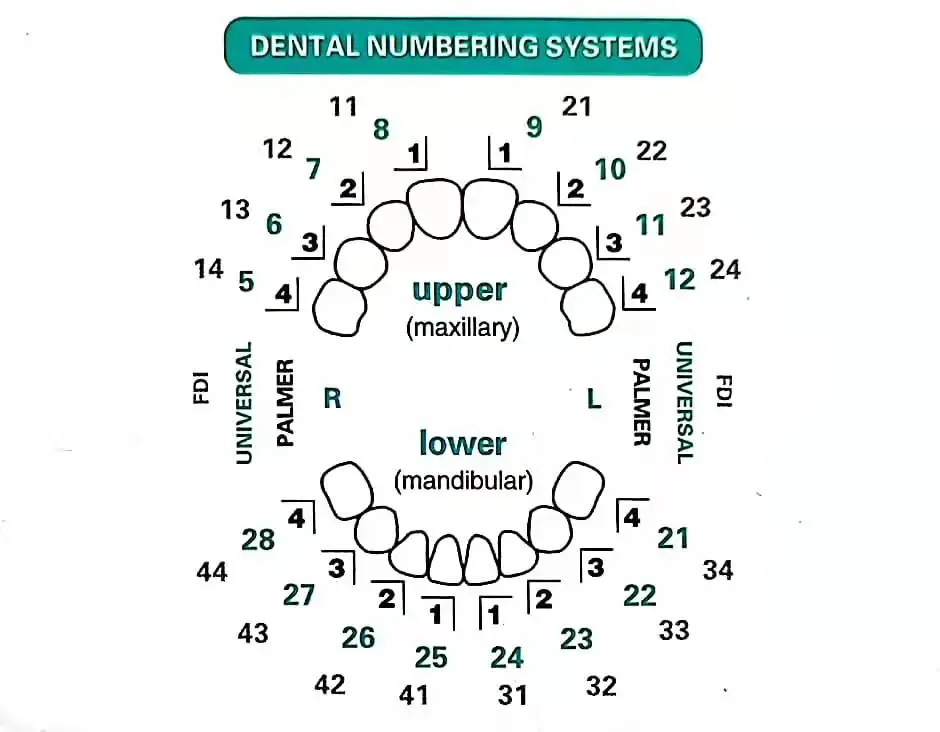 Dental Mould For Composite Resin Veneers Light Cure Filling Anterior Front Teeth Tooth Whitening Dentistry Lab Materials A