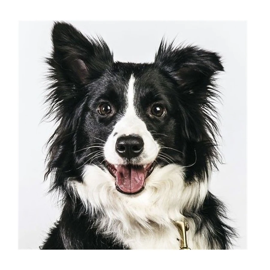 Diamond Painting Border Collie Dog Animal 5d Diy Mosaic Full Square Round Drill Diamant Of Rhinestone Daimond Embroidery Picture