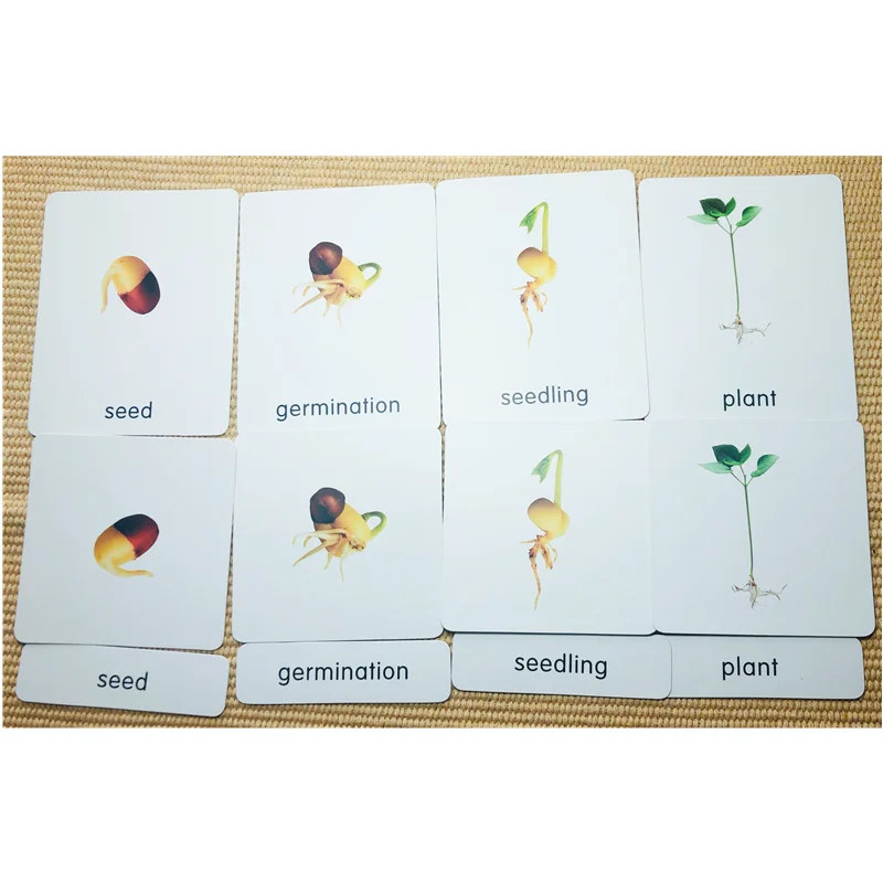 Montessori Life Cycle of a Green Bean Plant Figures/ Cognitive Cards/ Tray/ Board Seeds Growth Learning Biology Teach Materials