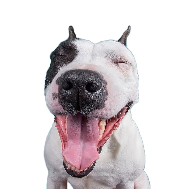 QD112 Śmieszny Bull Terrier Uroczy Pies Naklejka Dekoracja Domu Lodówka Naklejka na Laptop Toaleta