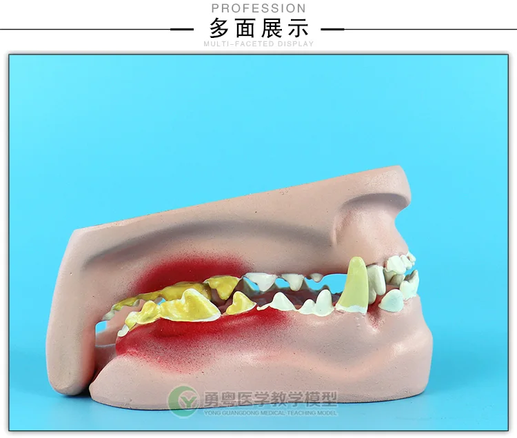 Dog Teeth Dental Pathology Model Canine Oral Model Animal Anatomy Teaching Demonstration Model