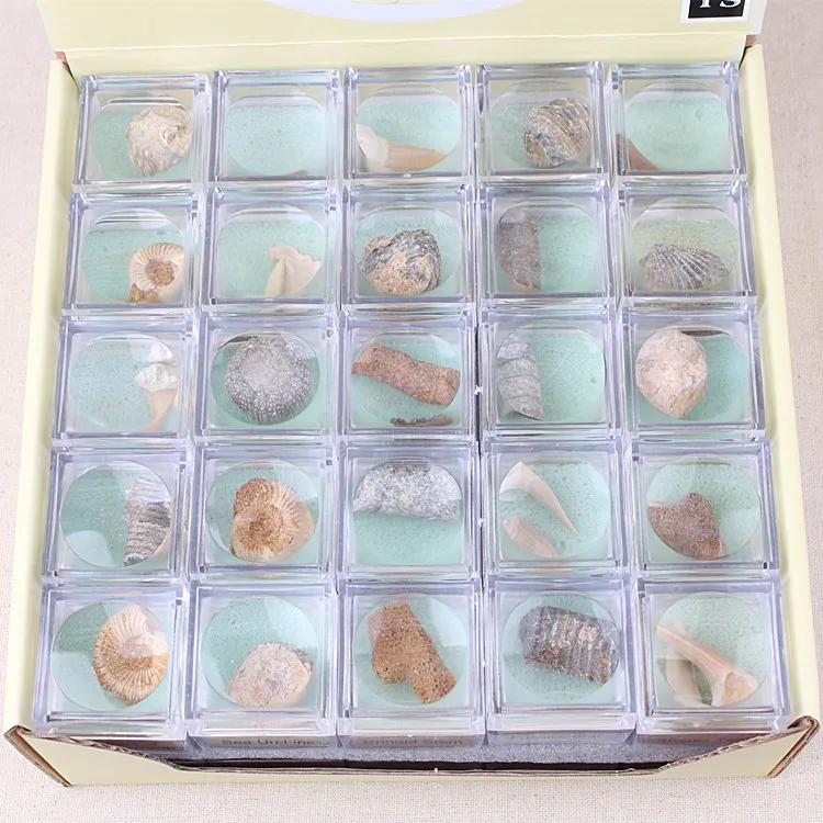 50 Boxes Natural Crystal Ore Specimen Mineral Rock Geography Teaching Materials Mineral Specimen Gift for Kids Biological Fossil