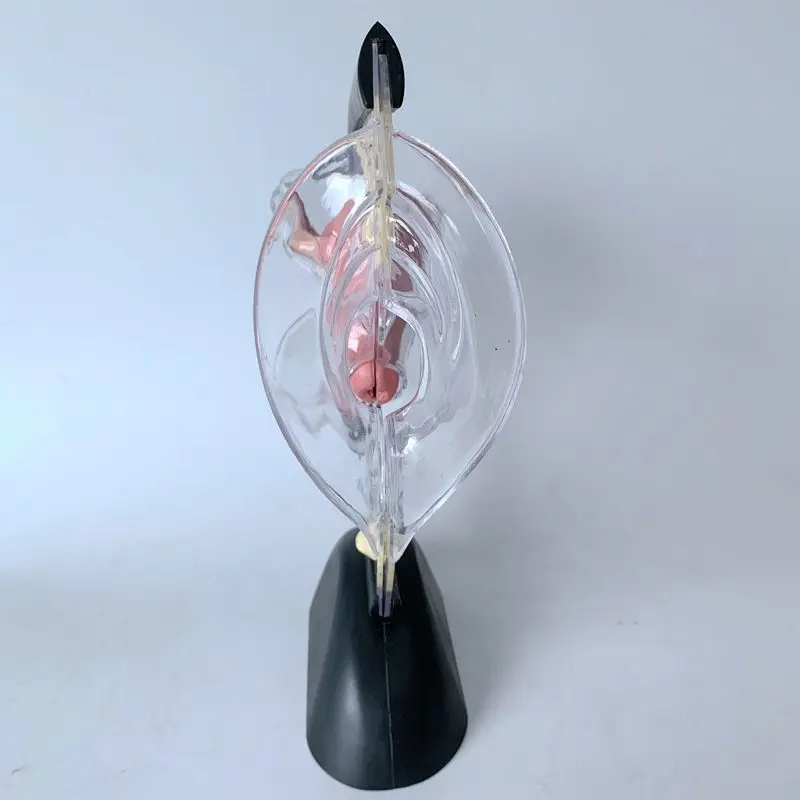 Modelo de sistema reproductor femenino transparente, Vagina humana Visible, modelo anatómico, órgano reproductor femenino