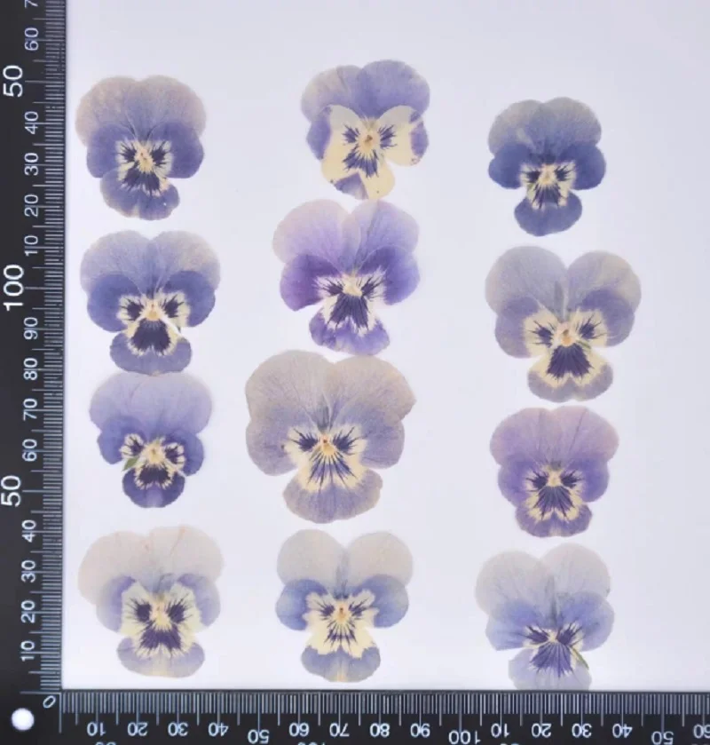 

60pcs Pressed Dried Viola Tricolor L. Flower Plant Herbarium For Jewelry Postcard Bookmark Invatation Card DIY Making