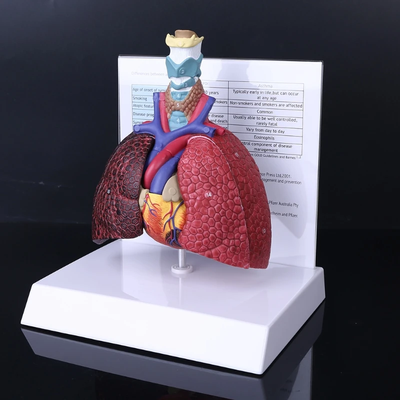 

Life Size Human Lung Model Anatomical Respiratory System Anatomy Teaching Tool