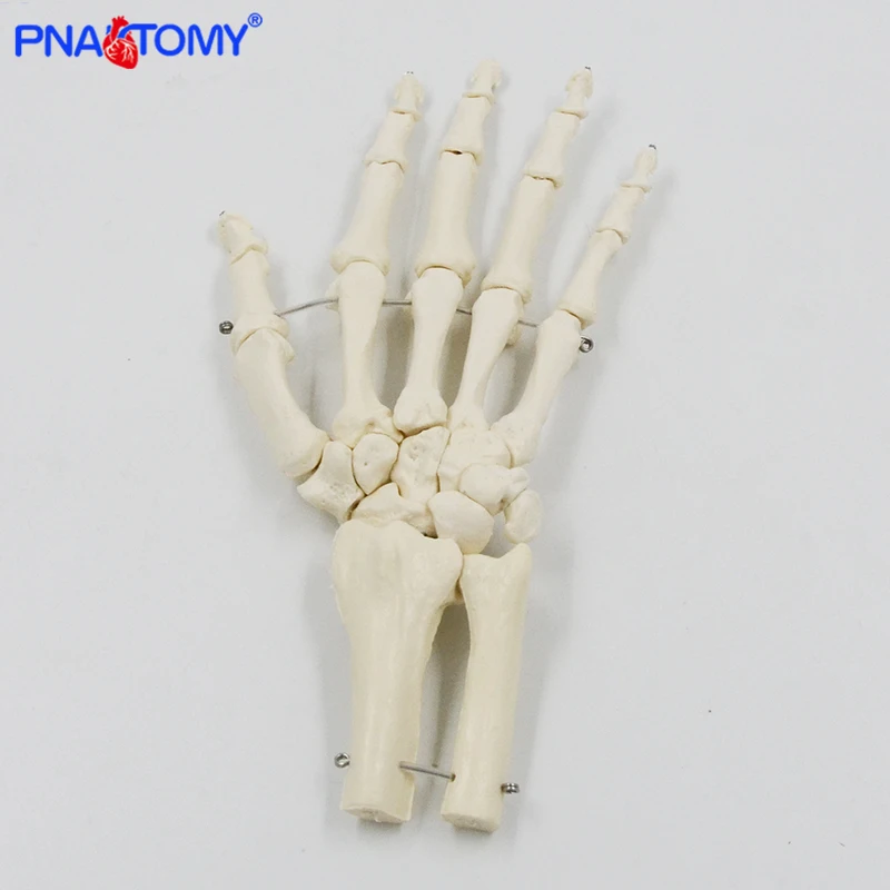 1:1 Human Hand Bone Model Adult Size Flexible Bones of Hand Radius Ulna Skeleton Anatomy Educational Equipment Medical Teaching