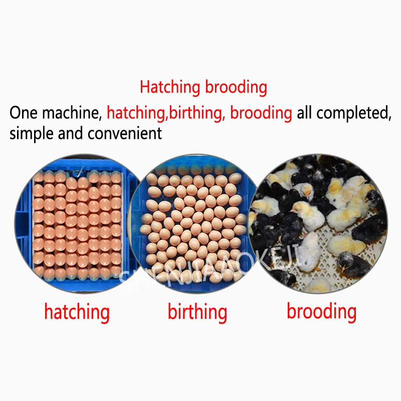 Incubateur automatique d'œufs de poule miniatures 80W, 64 pièces/temps, petit incubateur automatique pour l'éclosion