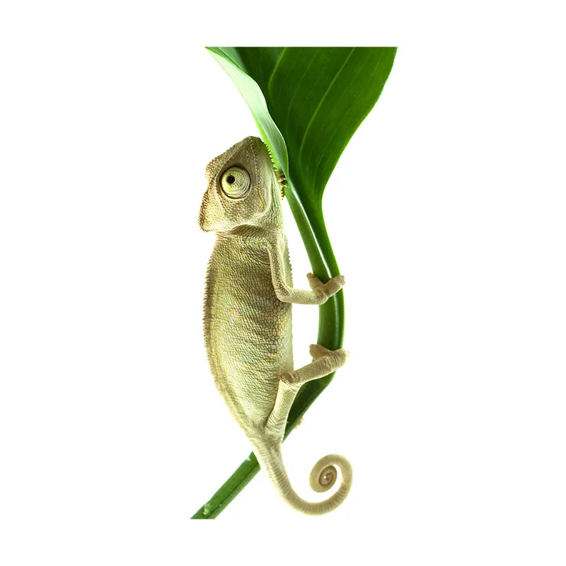 Three Ratels CX20 HD chameleon sticker Fierce lizard sticker wall sticker art for home decoration car sticker