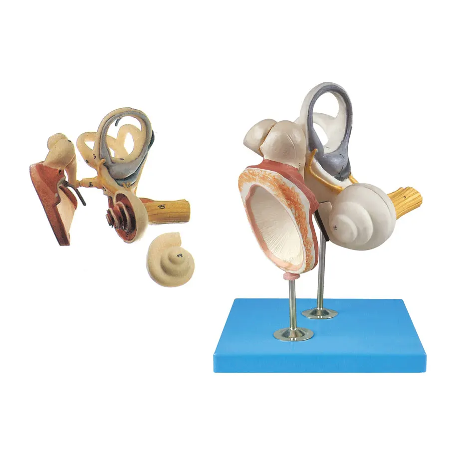 

Anatomical Auditory Ossicle and Tympanic Membrane, Inner Ear Model