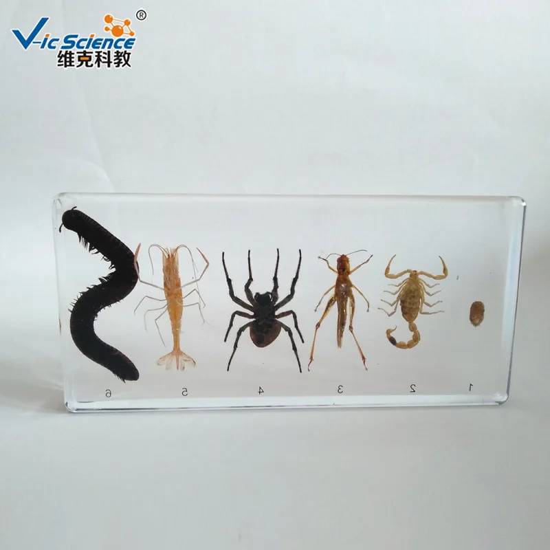 Transparent Resin Arthropods Centipede Spider Shrimp Locust Scorpion Embedded Specimens