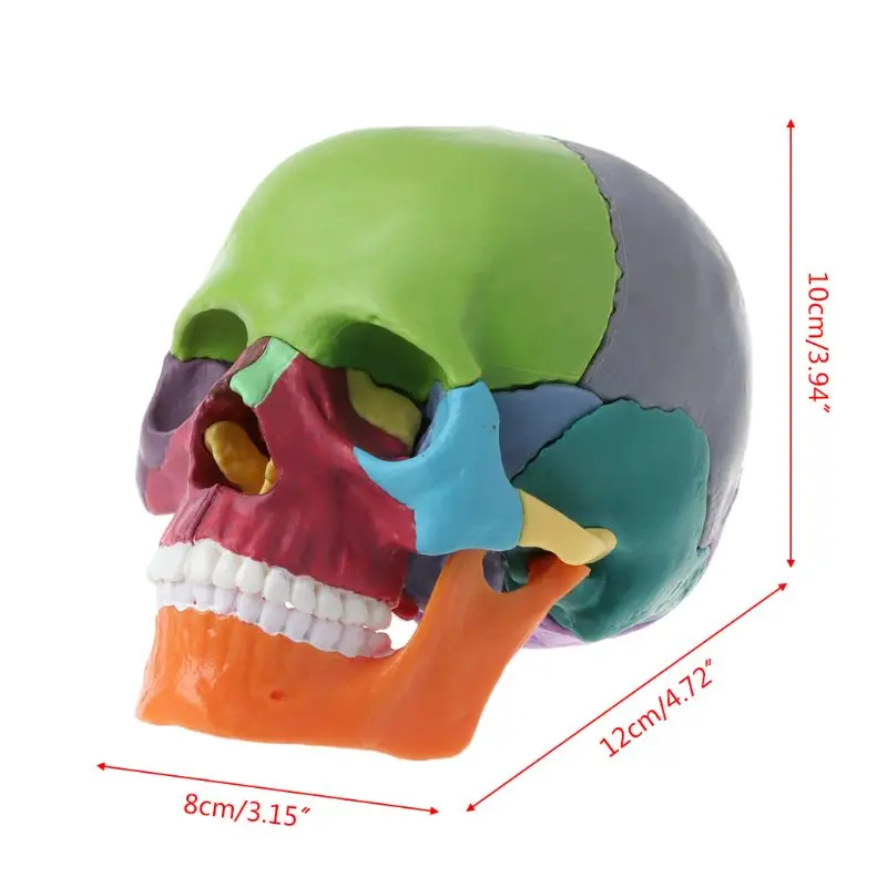 15pcs/set 4D Disassembled Color Skull Anatomical Model Detachable Medical Teaching Tool