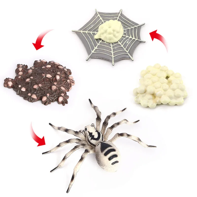 Montessori Toys Simulated Insect Model Children's Cognitive Science Teaching Toy Tarantula Spider Growth Cycle Series Swings