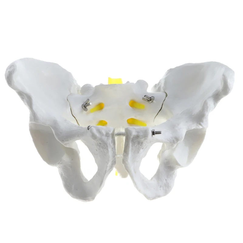 

1:1 Human Female / Male Pelvis Skeleton Model Medical Science Teaching Resources Dropshipping