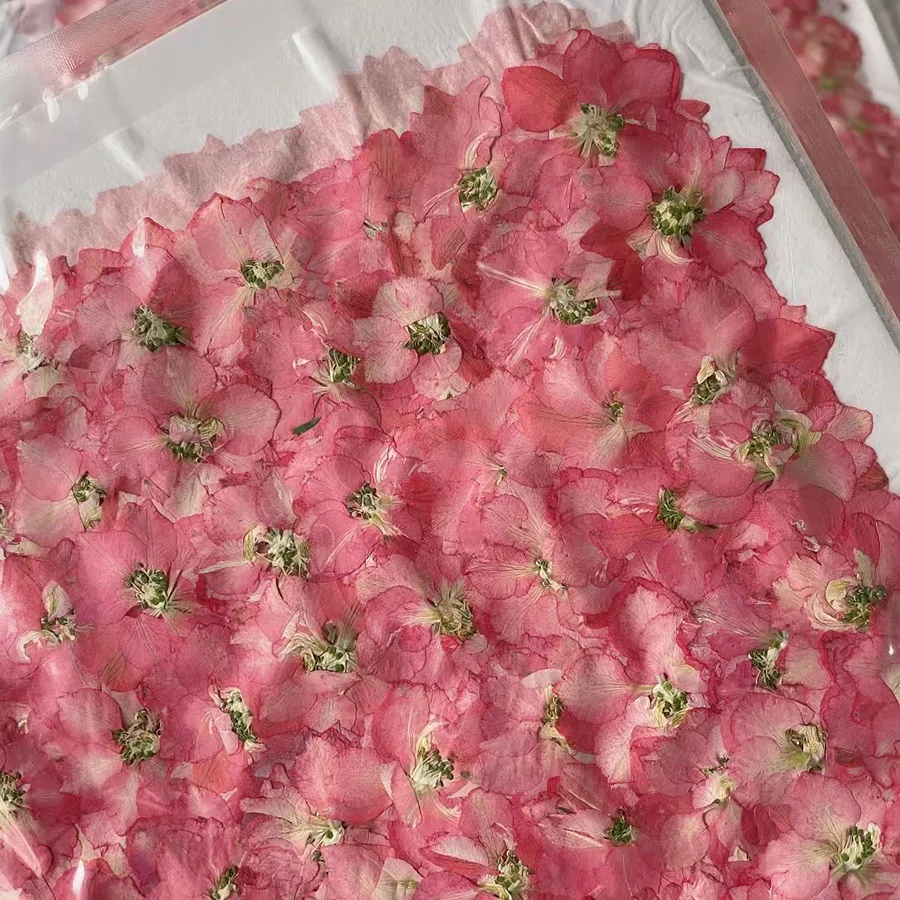 250pcs Pressed Dried Natural Pink Consolida Ajacis Flowers Plants Herbarium For Jewelry Phone Case Bookmark Postcard Craft DIY