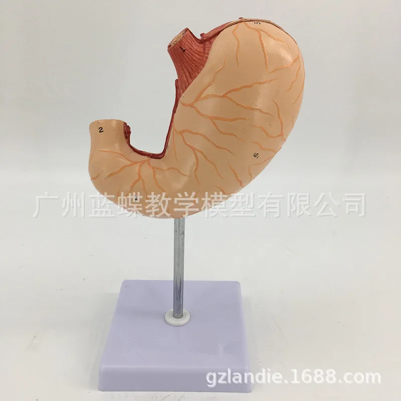 1:1 Life Size Human Stomach Anatomy Medical 2parts Model Coronal Section  School Nursing classroom supplies