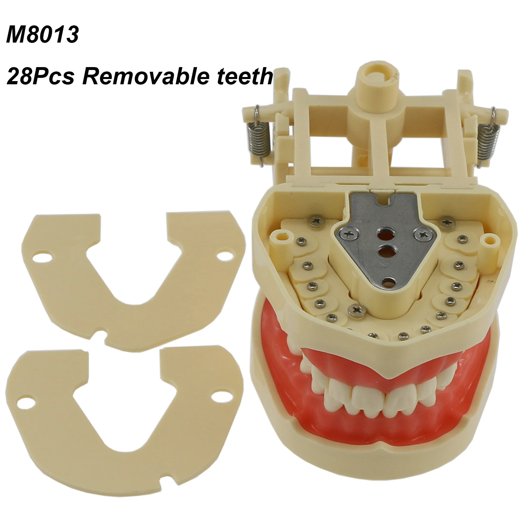 Typodont Standard Dental Model With 28 Removable Teeth Technician Practice Studying Demonstration Gum Fit For Frasaco