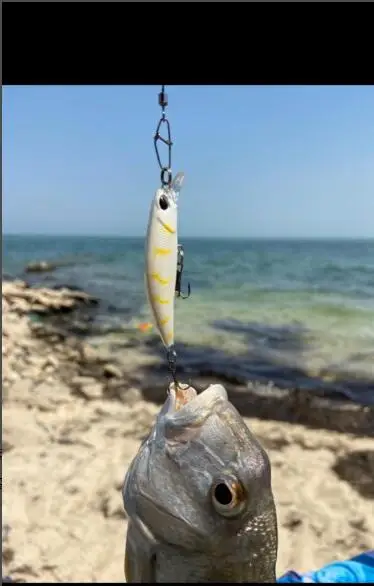 Crankbait Pececillo Slow Sinking – Señuelo para lucio y carpa - imagen 3