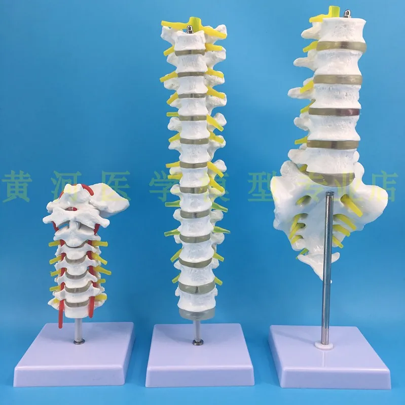 1:1 spine model human skeletal model cervical vertebra blood vessel thoracic nerve lumbar disc