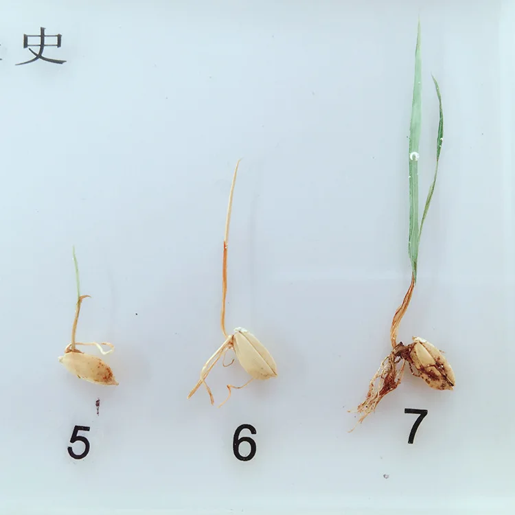 Plant Growth History Specimens Rice Germination Process Specimen Model Biology Botany Teaching Aids Creative Resin Handicraft