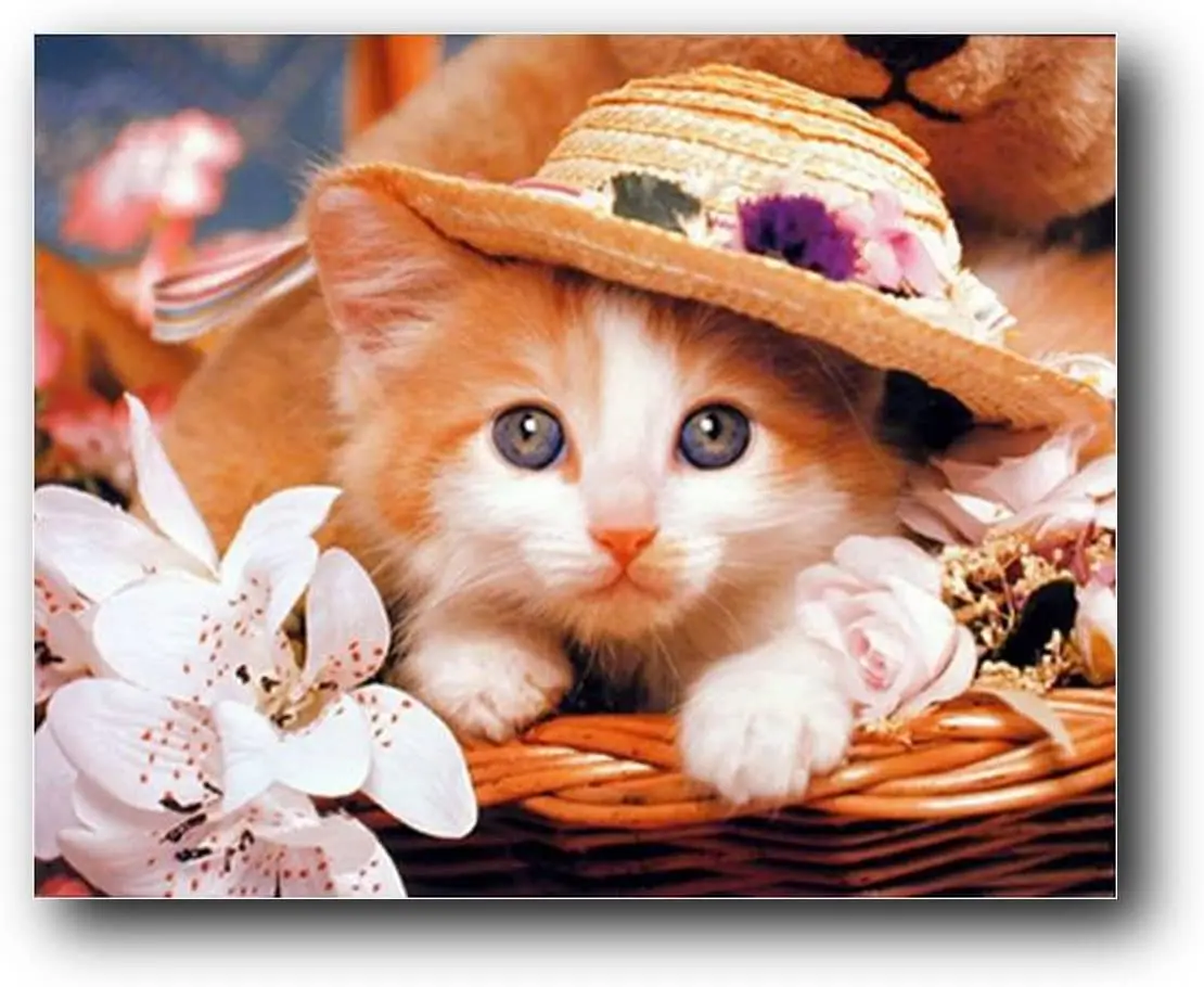 

Kitten in a Hat Cute Cat Animal Kids Room Wall Decor Art Print Poster 8x12