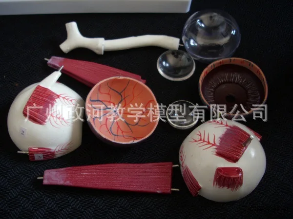 10 Parts 3X Times Magnification Human Eyeball Anatomical Medical Model Supplies Biology
