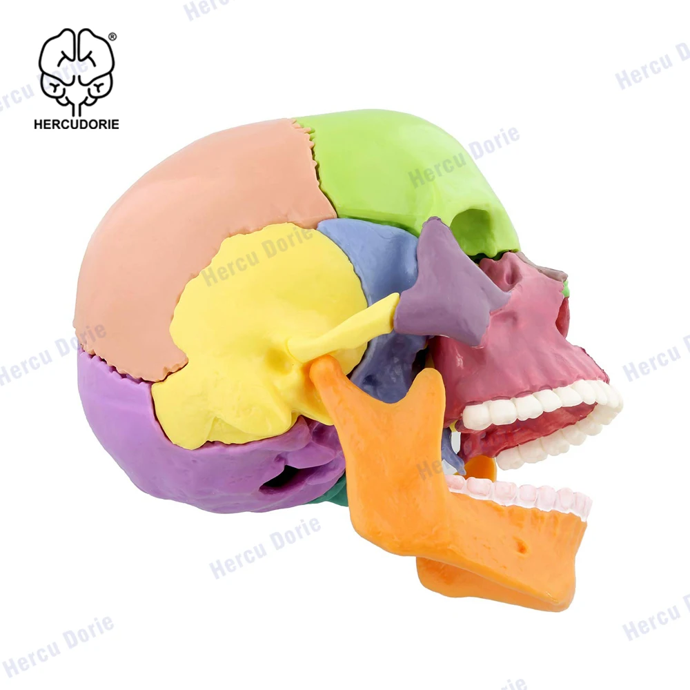 Mini Human Skull Model, Didactic 15 Parts Palm-Sized Anatomy Skull Model, Exploded Skull, Medical Teaching Learning, Kids Learni