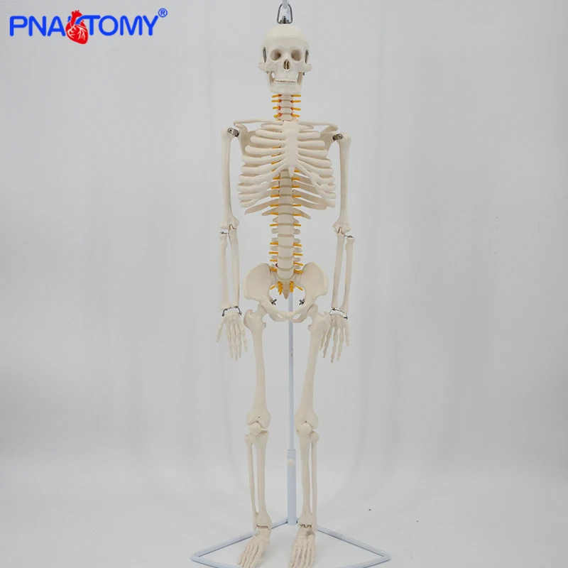 85cm modello di scheletro umano con colonna vertebrale flessibile braccia e gambe nervi arteria modelli anatomici osso pelvico umano insegnamento