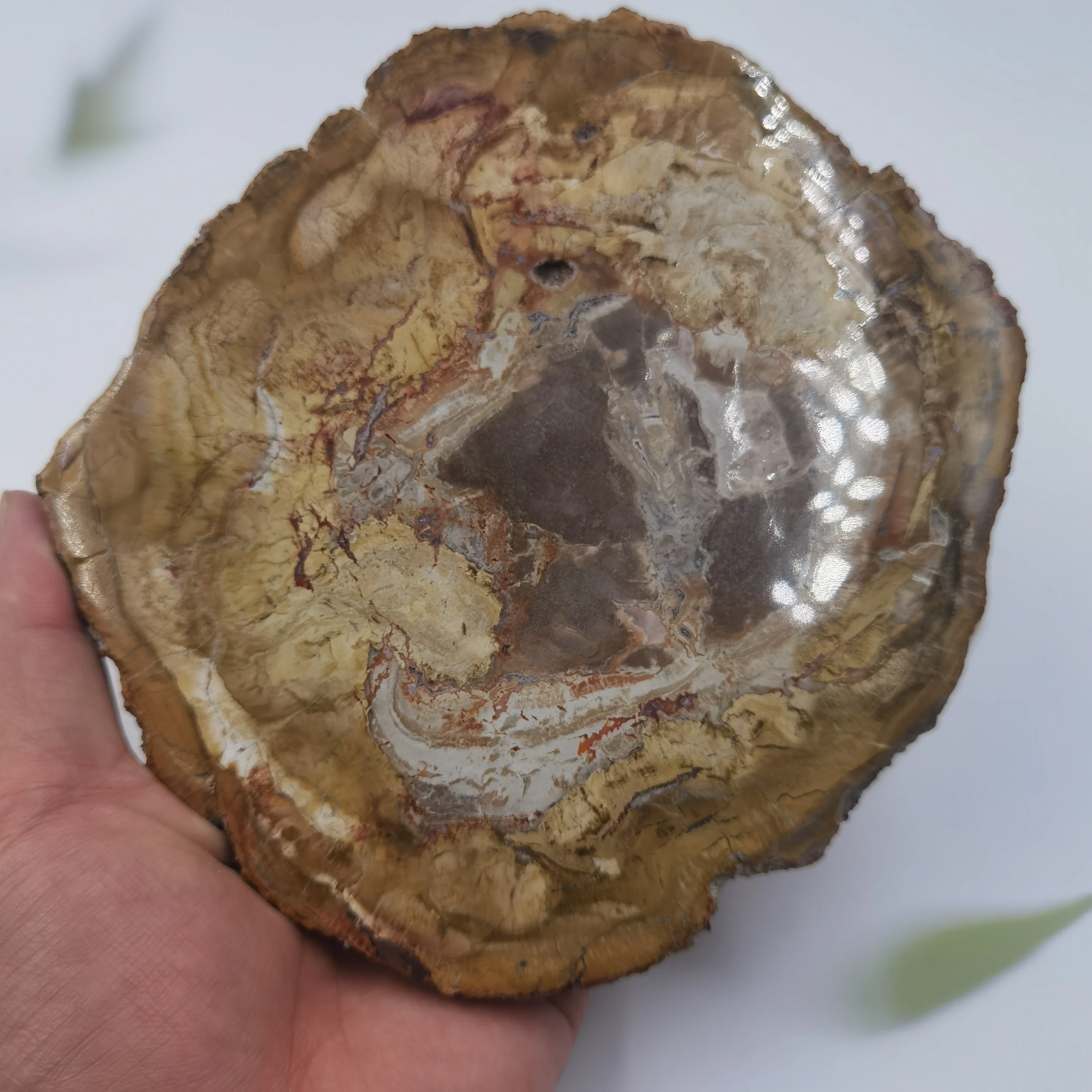 NATURAL PETRIFIED WOODEN COASTER CRYSTAL POWER STONE GIFT