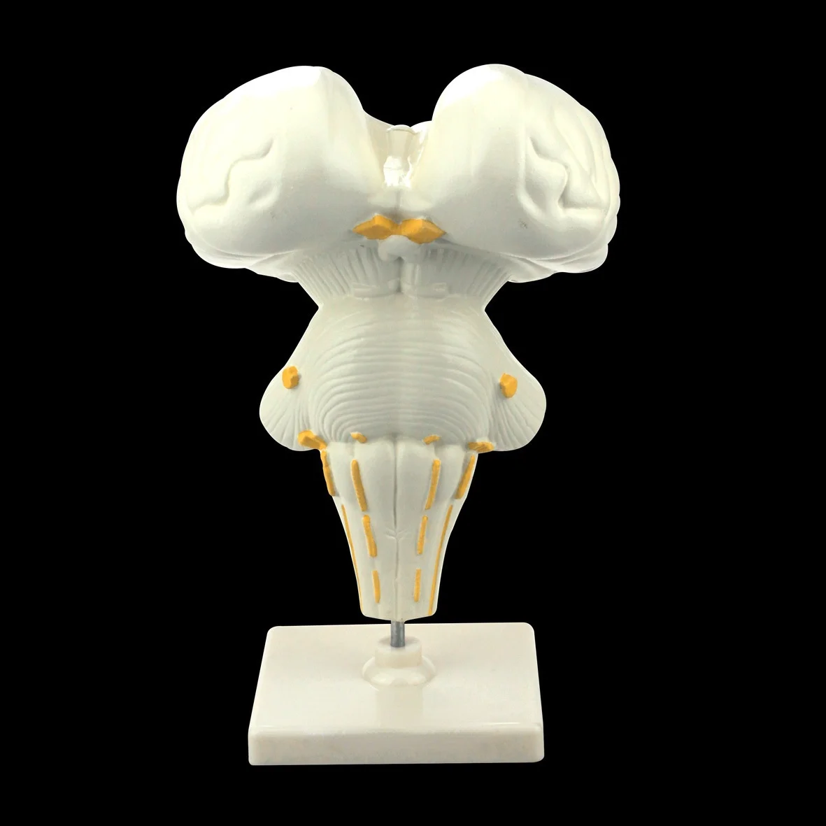 

Human FRP Brain Stem Enlarge Anatomy Models Medical Demonstration Teaching Aids Supplier