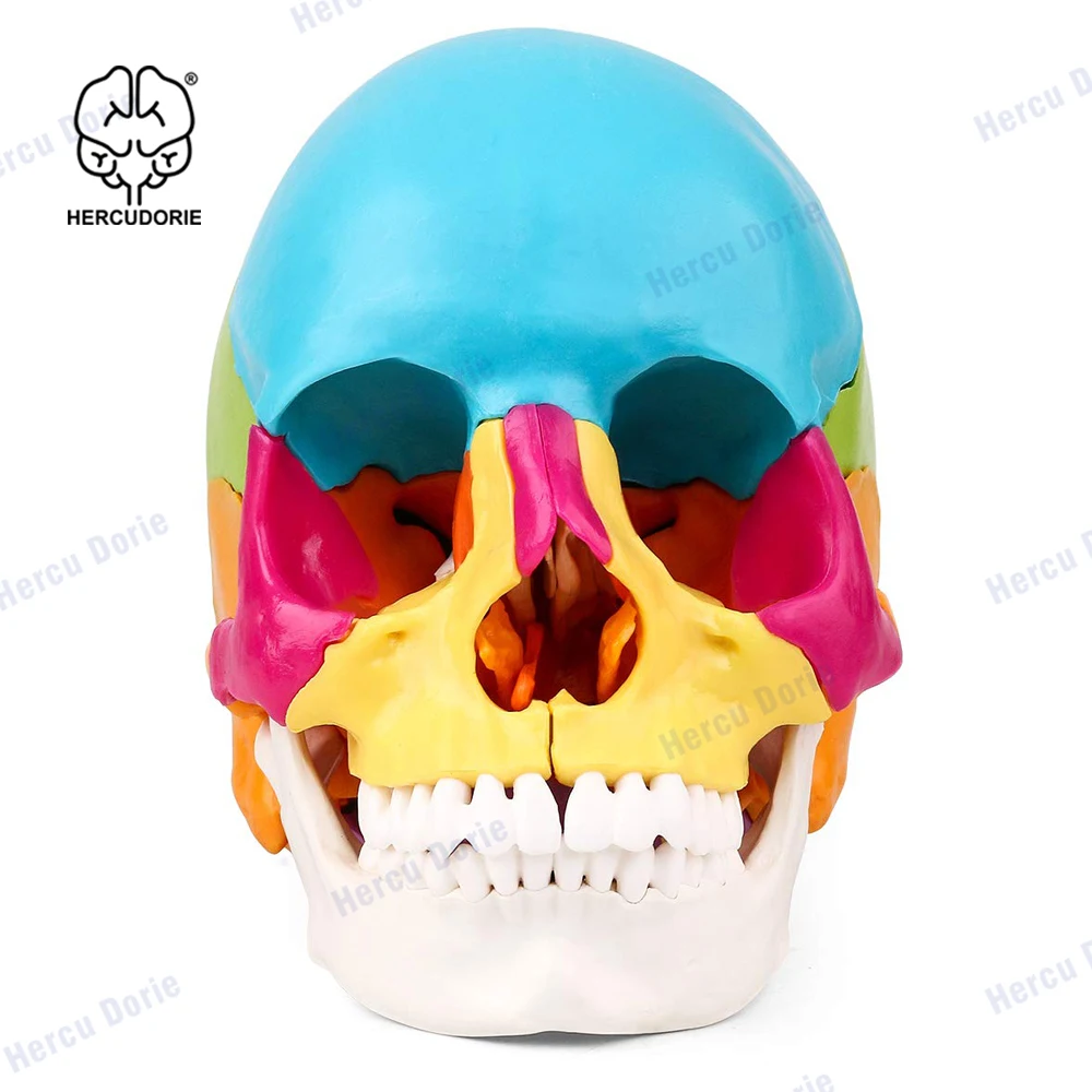 Adult Human Skull Model,22-Part Painted Human Skull Model Disassembles into 22 Bones,Life Size Replica Medical Anatomy Totally D