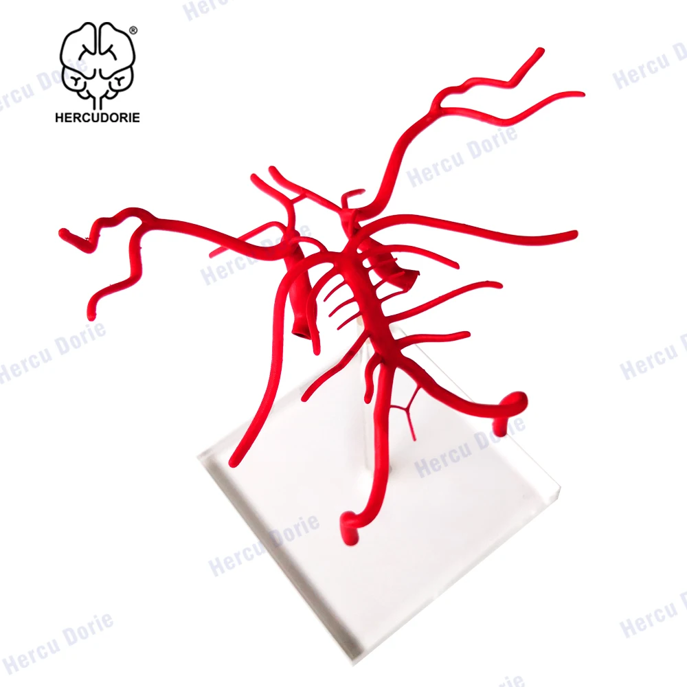 Human Brain Basilar Artery Anatomy Model Willis arterial ring Cerebral artery model