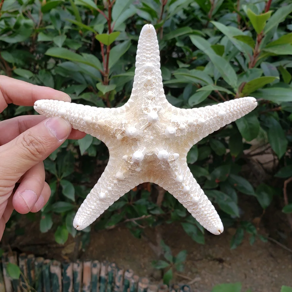 1pcs 18-20cm size natural white Conch sea starfish shell for home decoration or gift