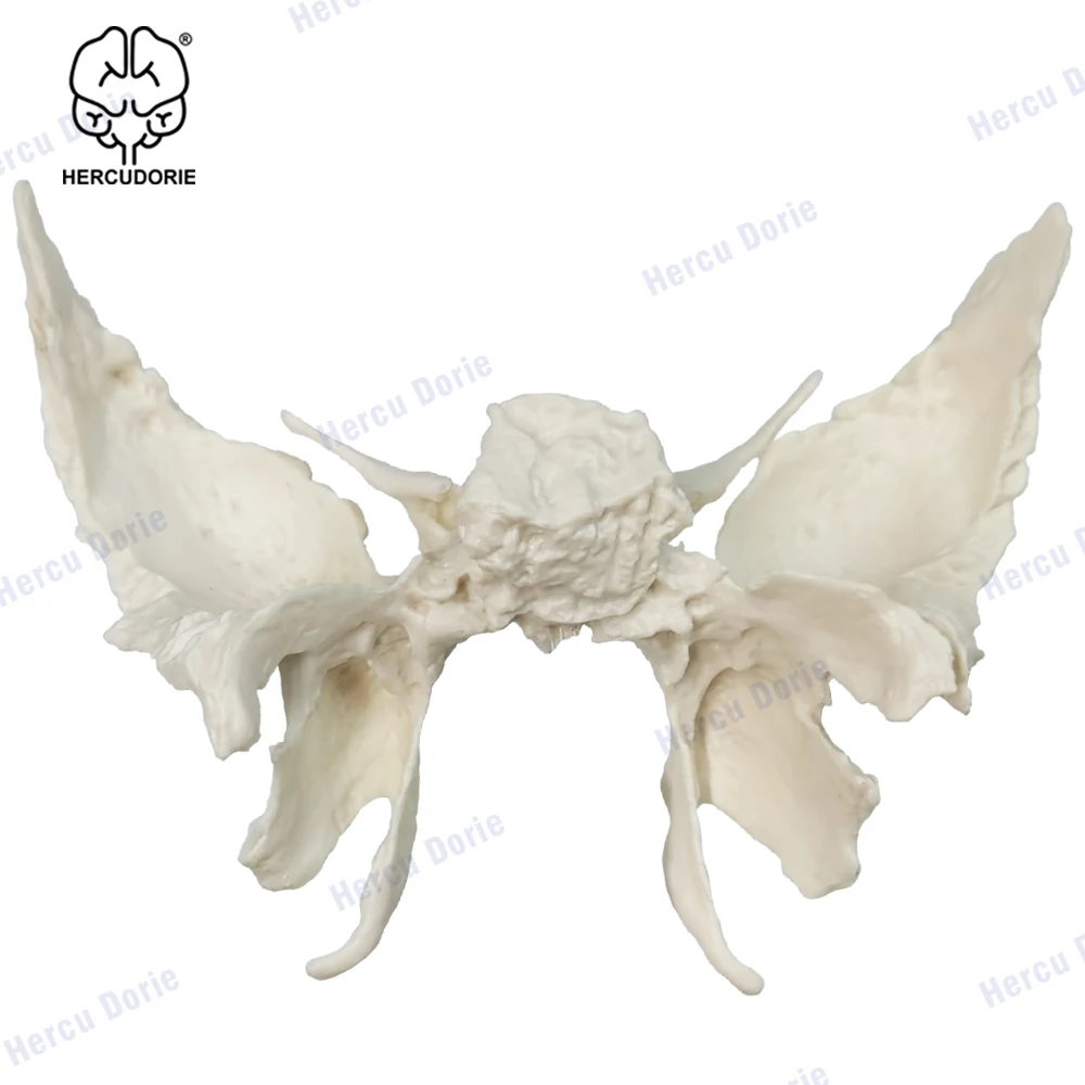 Scientific Human Sphenoid Bone Model | Cast from a Real Human Sphenoid Bone Specimen | Life Size Replica Details All Fissures, C