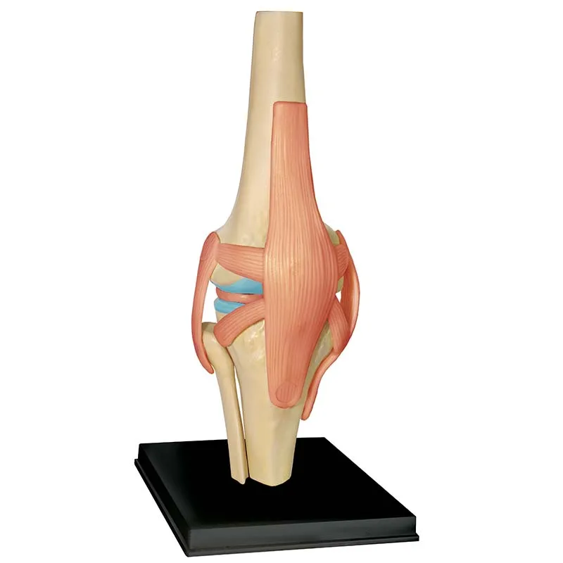 인체 무릎 관절 해부학 모델, 4D 마스터 조립 장난감, 교육 해부학 모델, DIY 인기 과학 도구, 직송