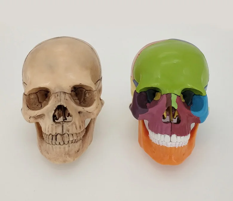 

Detachable 15 Part 1/2 Life Sized Human Skull Model Assembly Puzzle Skull Color Skull Dental Art Toy