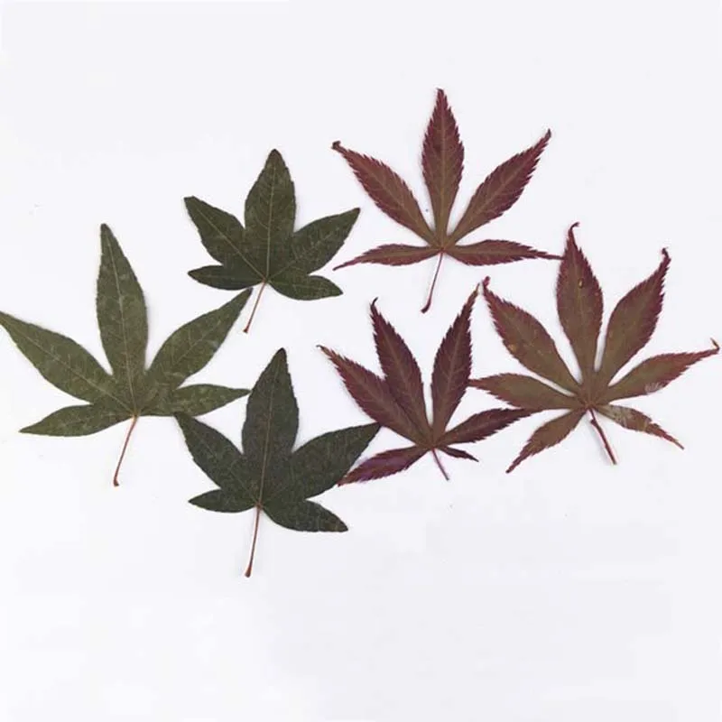 10PCS Real Dry Natural pressed Flowers Maple Leaves,Dried Press Palm Leaf For DIY Craft Resin Jewellery,Bookmarks,Floral Sticker