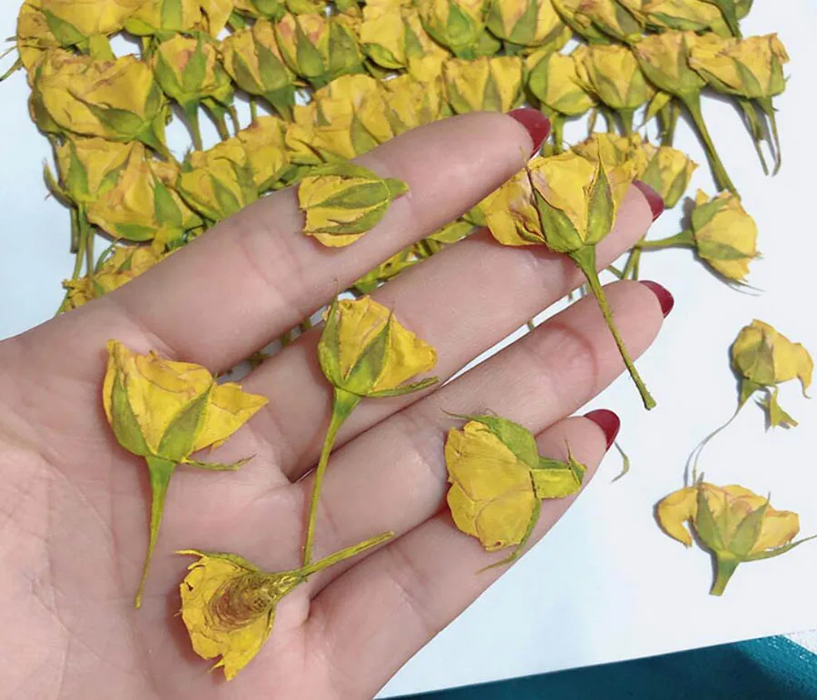250pcs Side Pressed Dried 4-7cm Yellow Rose Flower Plant Herbarium For Jewelry Postcard Invitation Card Phone Case Bookmark DIY - Image 2