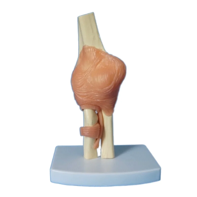 Natural elbow joint function with pink tough teaching model mannequin factory outlet