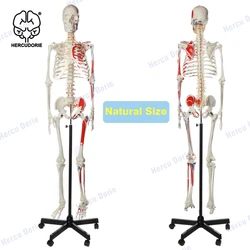 Life-Size Anatomical Human Skeleton Model, Muscular Painted, Numbered, 170cm, w/Nerves, Stand Included