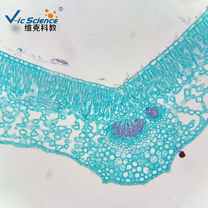 100PCS Microscope Prepared Slides for Teaching and Medical expriments