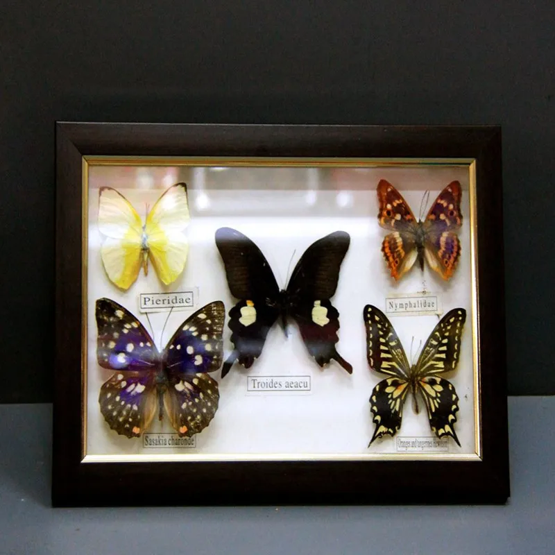 1 set of 5pcs  Real Specimen butterfly specimen photo frame craft gift home decoration decoration home decoration