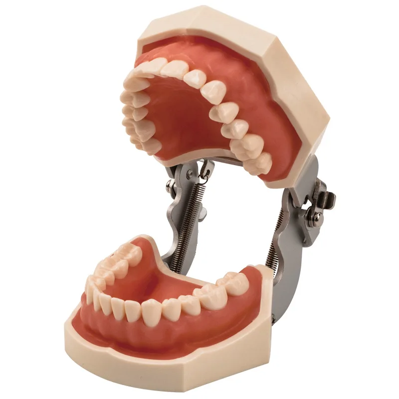 Modello dentale denti modello denti in gomma modello didattico Standard typonon dentale modello dimostrativo con dente rimovibile 200H