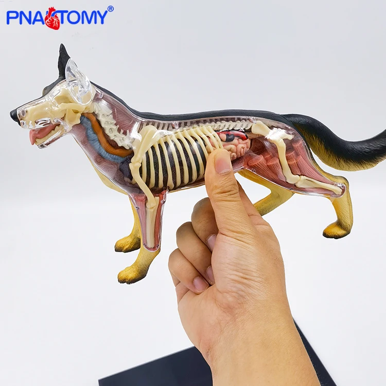 4D MASTER Dog Assembled Canine Building Anatomical Model Animal Skeleton Muscles Educational Equipment Teaching Resources