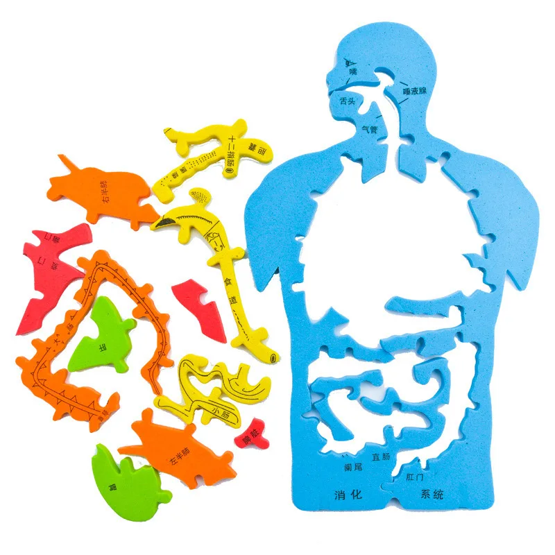 Doki Toy Technology To Produce Internal Puzzle Model Experiment Cognitive Large DIY Digestive System In Human Organs Popular2022