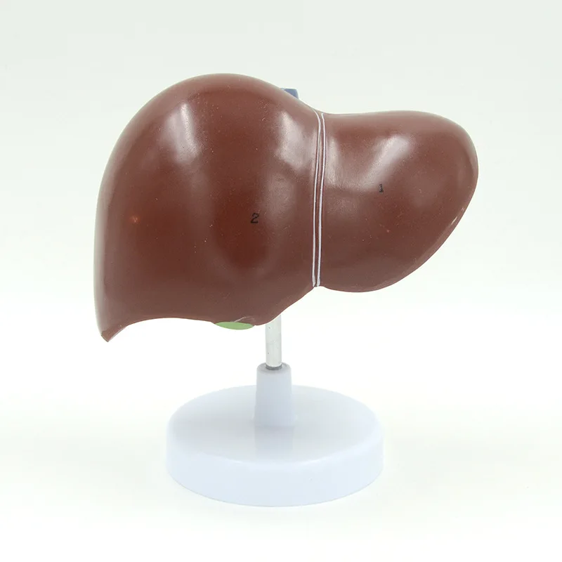 

Life Size Liver with Gall Bladder Human Liver Anatomy Model Educational Equipment Medical Sciences Anatomical Tool